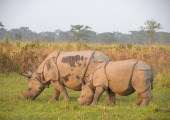 http://world-heritage.s3-website-ap-northeast-1.amazonaws.com/img/1503032261_manas-rhino.jpg